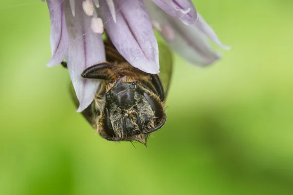 Мертвая пчела — стоковое фото