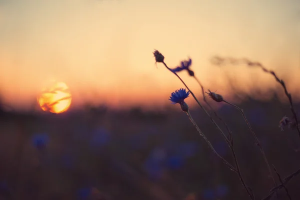 Fiordaliso al tramonto — Foto Stock