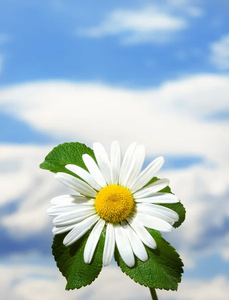 Camomile — Stock Photo, Image