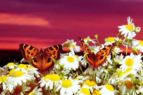 Two butterflies on camomiles — Stock Photo, Image
