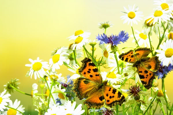 camomiles üzerinde iki kelebek