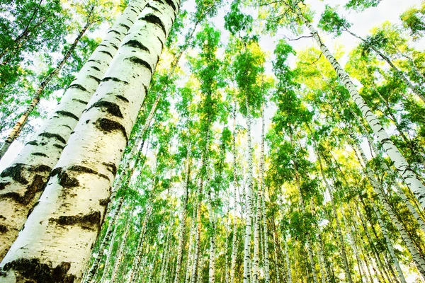 Betulla di foresta — Foto Stock