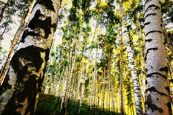 Waldbirke — Stockfoto