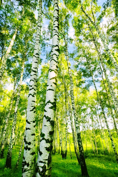 Betulla di foresta — Foto Stock