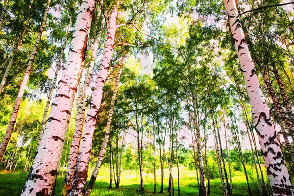 Betulla di foresta — Foto Stock