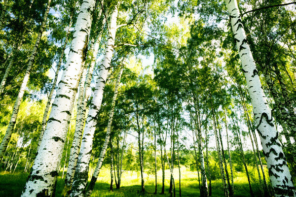 Forest birch