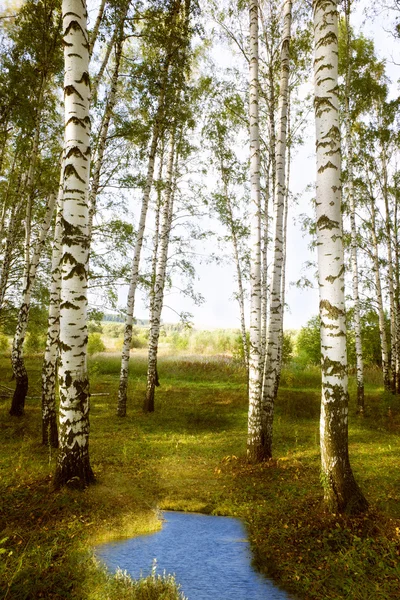 bir su birikintisi yakın orman huş