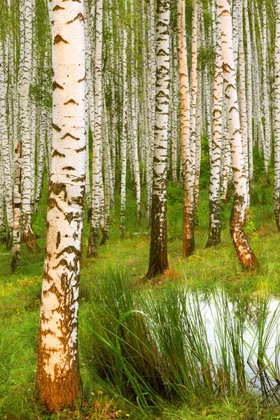 Brzozowy las w pobliżu stawu — Zdjęcie stockowe