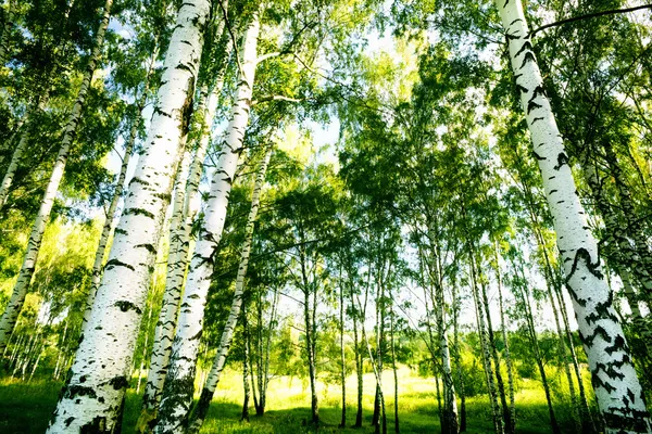 Ліс берези Стокова Картинка