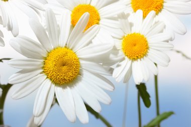 Camomiles