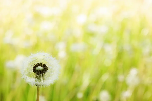 Paardebloem — Stockfoto