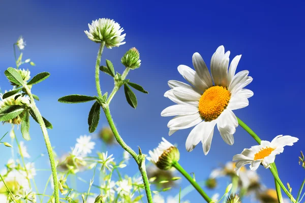 Camomile, clover and the blue sky — Stock Photo, Image