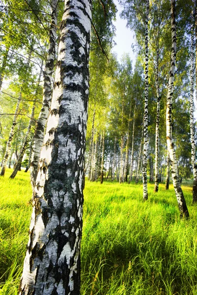 森林バーチ — ストック写真