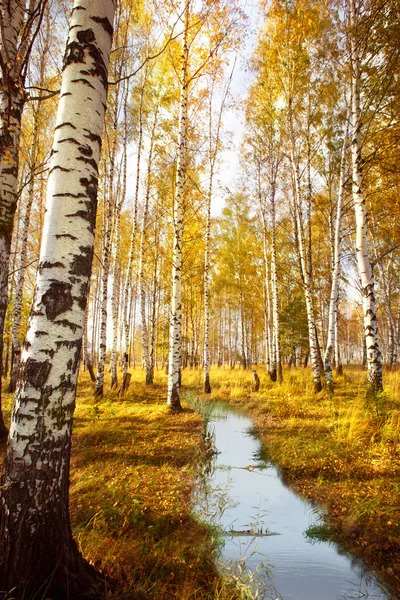 Forest birch near a river — Stock Photo, Image