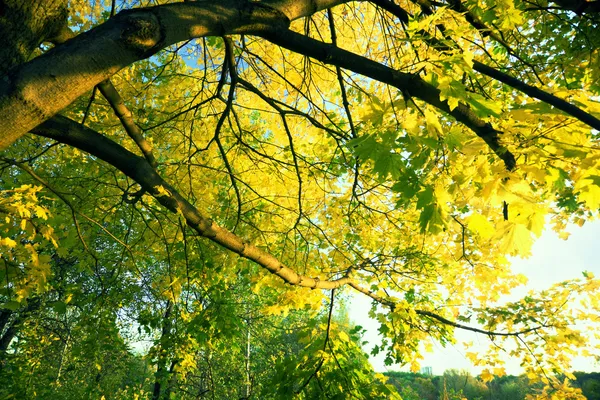 Arce de otoño — Foto de Stock