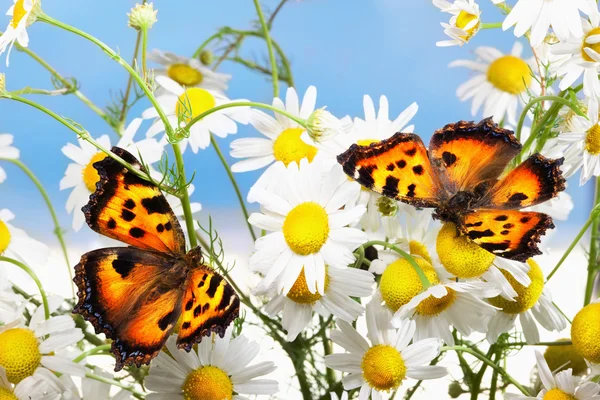 Duas borboletas em camomilas — Fotografia de Stock