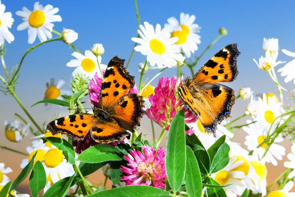 camomiles üzerinde iki kelebek