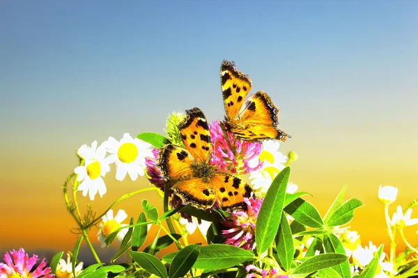 Two butterflies on camomiles — Stock Photo, Image