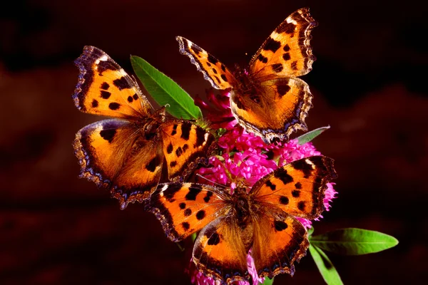 Tres mariposas — Foto de Stock