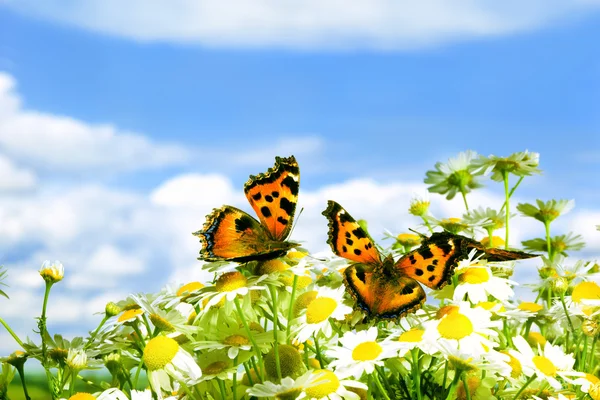 Two butterflies on camomiles — Stock Photo, Image