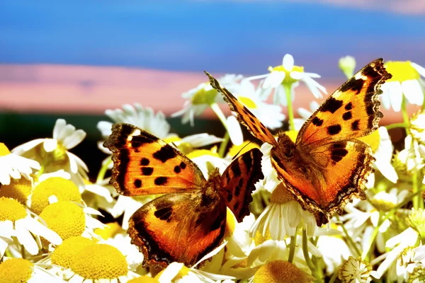 Three butterflies among blossoming camomiles — Stock Photo, Image
