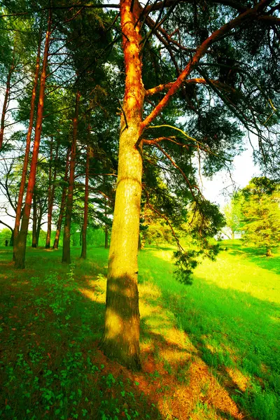 Floresta de pinheiro — Fotografia de Stock