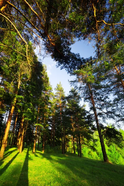 Forêt de pins — Photo