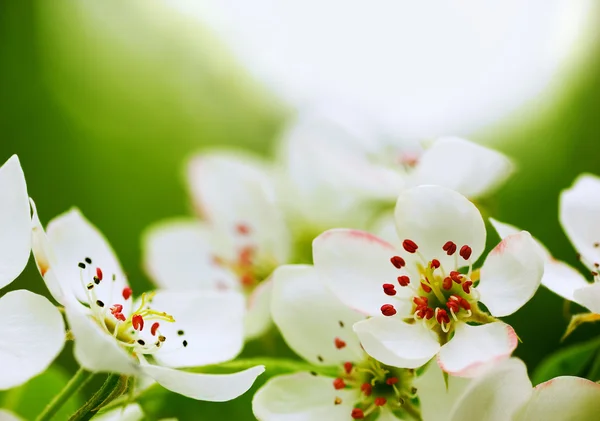 Apple blossom — Stock Photo, Image