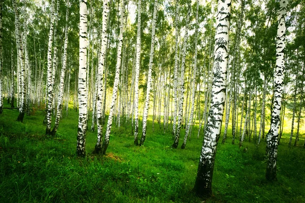 Abedul forestal —  Fotos de Stock