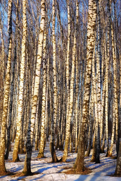 Waldbirke — Stockfoto