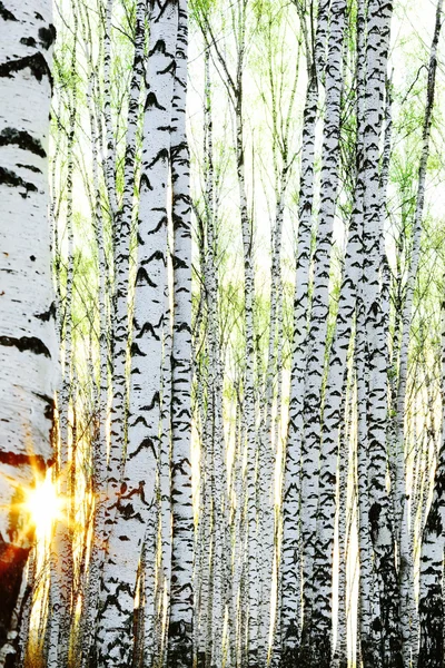 Waldbirke im Sonnenlicht — Stockfoto