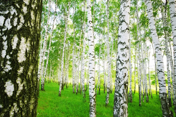 Forest birch Stock Photo
