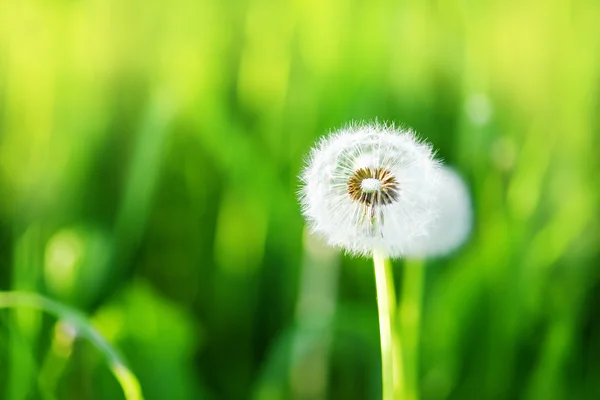 Fascino dell'estate — Foto Stock