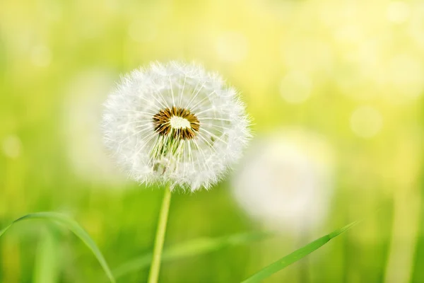 Charm of summer — Stock Photo, Image