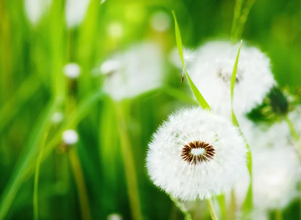 Fascino dell'estate — Foto Stock