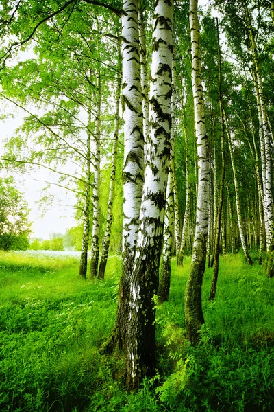 Vidoeiro florestal — Fotografia de Stock