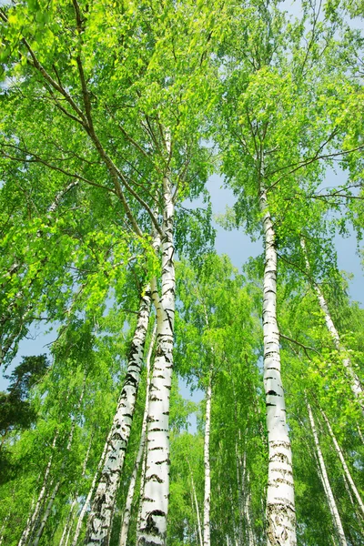 Forest birch — Stock Photo, Image