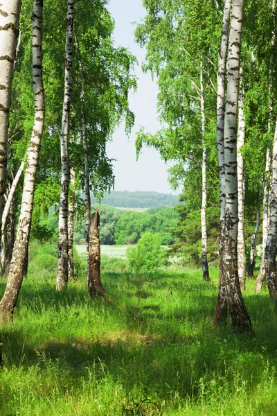 Las brzozowy — Zdjęcie stockowe