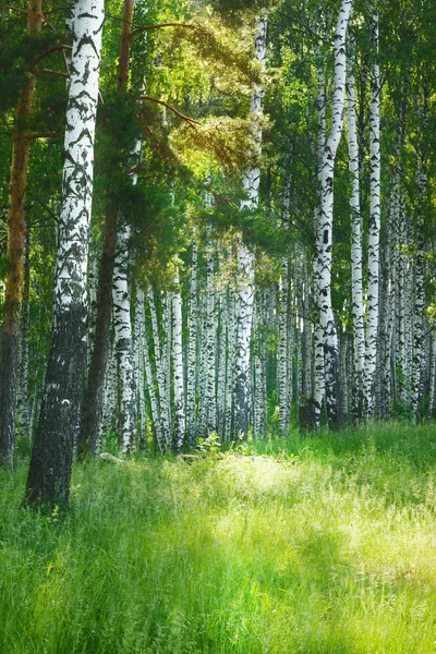 Die Waldbirke — Stockfoto