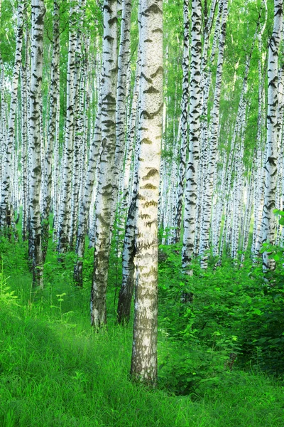 Vidoeiro florestal — Fotografia de Stock