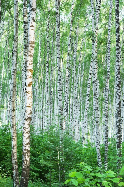 숲 자작나무 — 스톡 사진