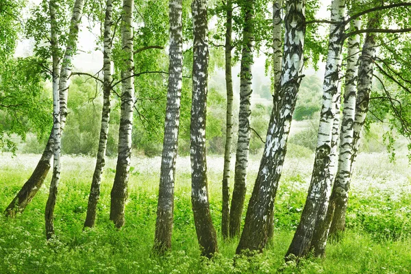 森林桦木 — 图库照片
