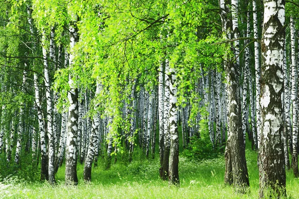 Forest birch — Zdjęcie stockowe