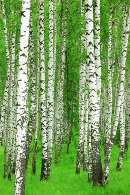 tohum şişirme dandelion