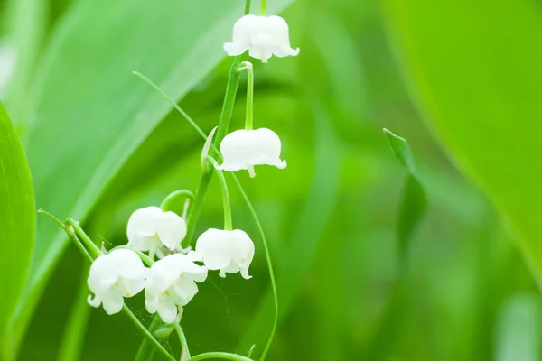 Charming lily — Stock Photo, Image