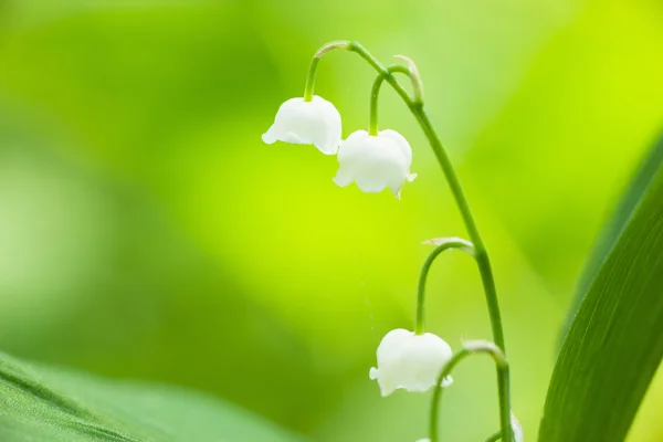 Sevimli lily — Stok fotoğraf