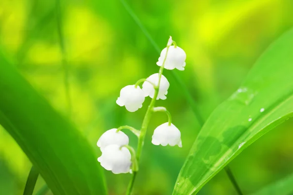 Lily of the Valley — Stock Photo, Image