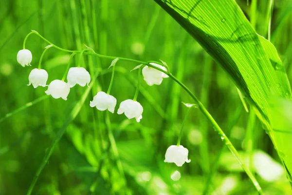 Lily of the Valley — Stock Photo, Image