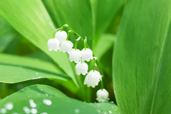 Lily van de vallei — Stockfoto