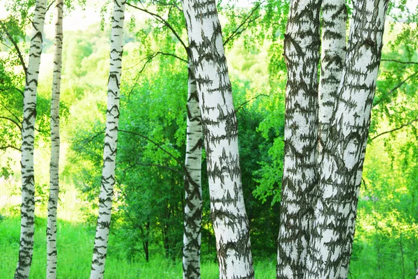 Lesní bříza — Stock fotografie